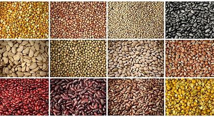 Pulses and Lentils